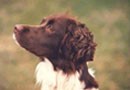 AKC English Springer Spaniel Field Trial Info