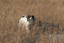 IMG_7377
