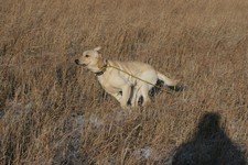 IMG_7434